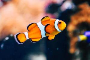 巴西甲级联赛主场优势，球场内外的较量巴西甲级联赛主场优势